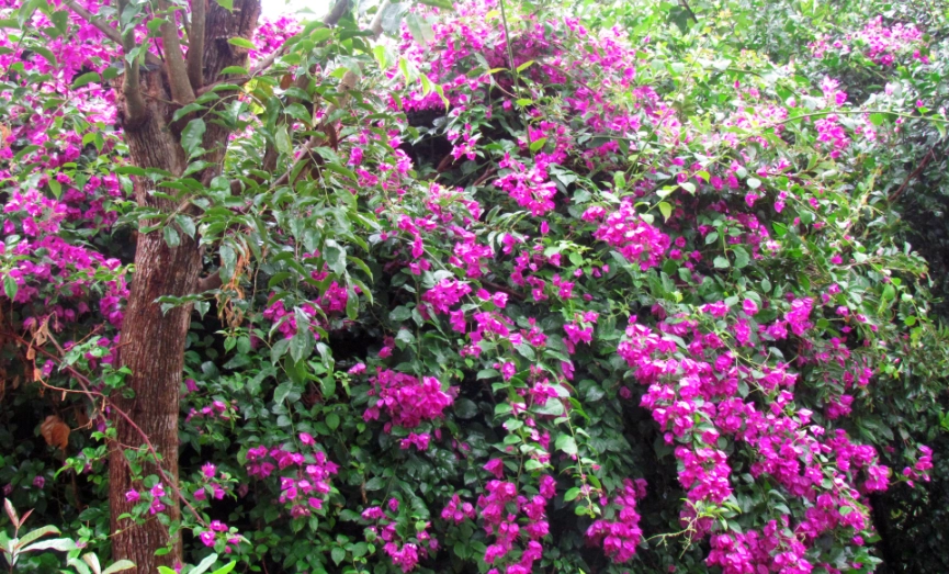 九重葛 修剪 九重葛 修剪