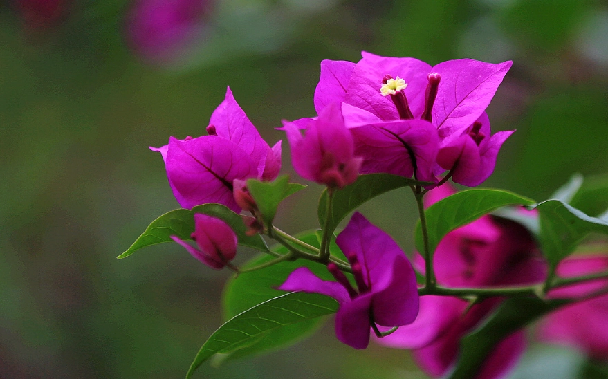 火炬九重葛 品種 火炬九重葛 品種