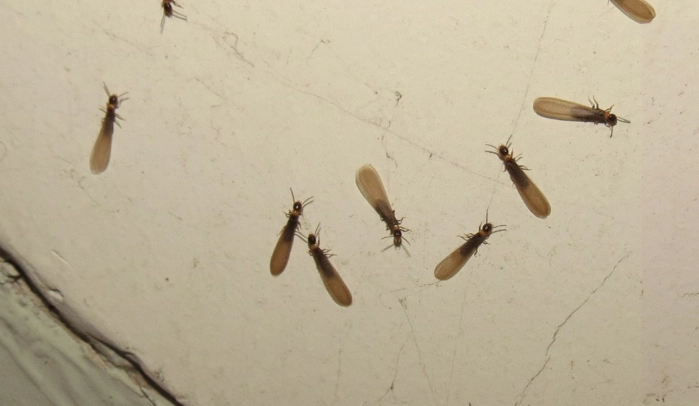 白蚁 危害 识别