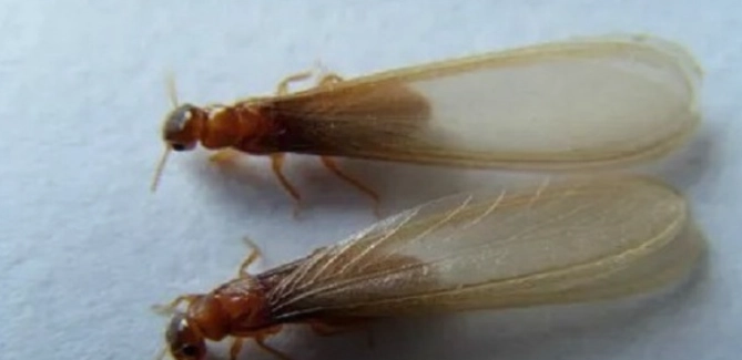 水蚁 防治 方法