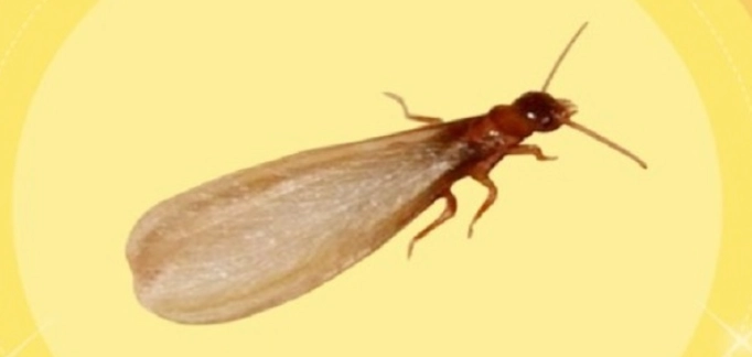 水蚁 白蚁 区别