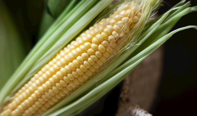 植物蛋白質來源