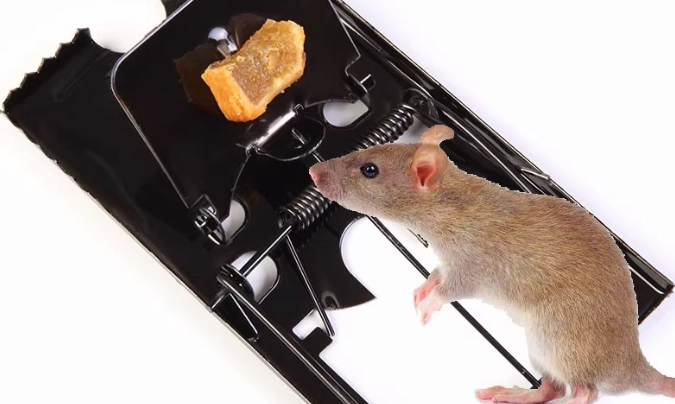 屋企老鼠防治
