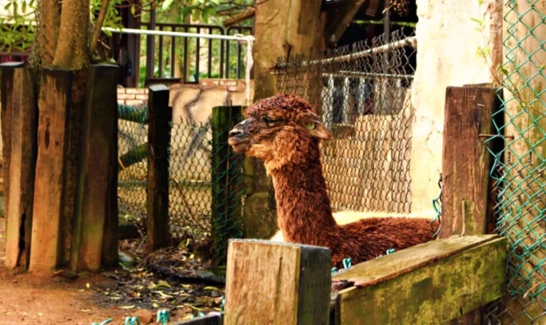 六福村動物體驗推薦