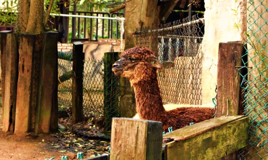 六福村動物體驗推薦：五大特色互動與行程規劃全攻略