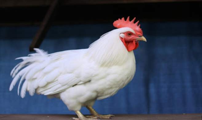 白色的雞品種