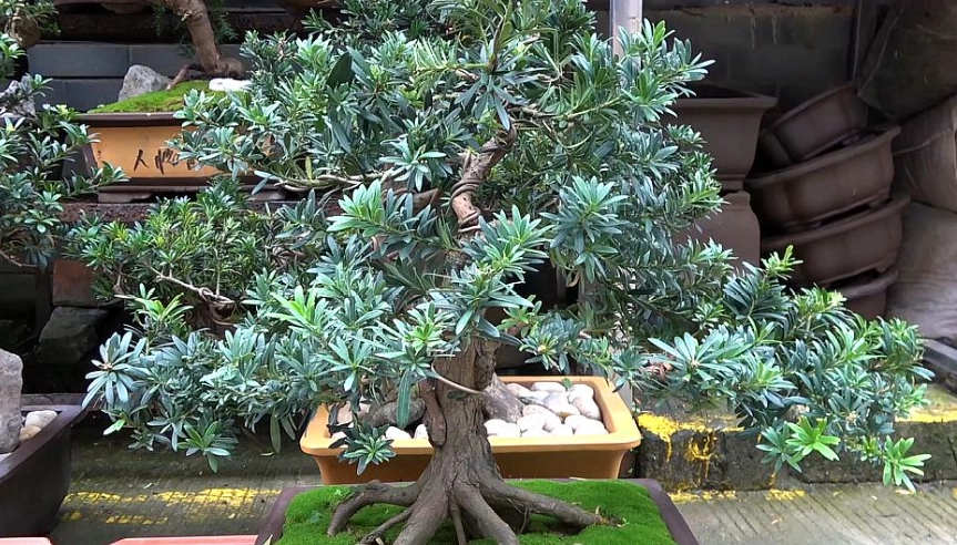 高壓繁殖步驟 高壓繁殖步驟