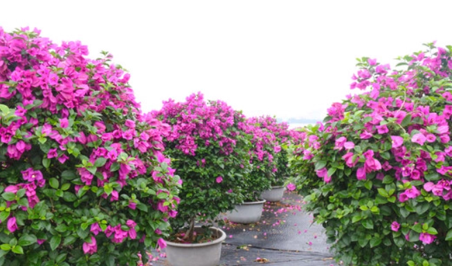 九重葛不開花 九重葛不開花