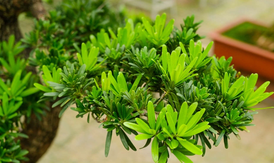 羅漢松繁殖 羅漢松繁殖