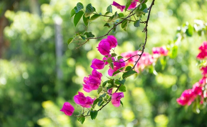 九重葛修剪 九重葛修剪