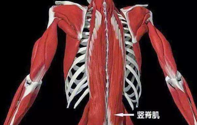 豎脊肌啞鈴訓練 豎脊肌啞鈴訓練