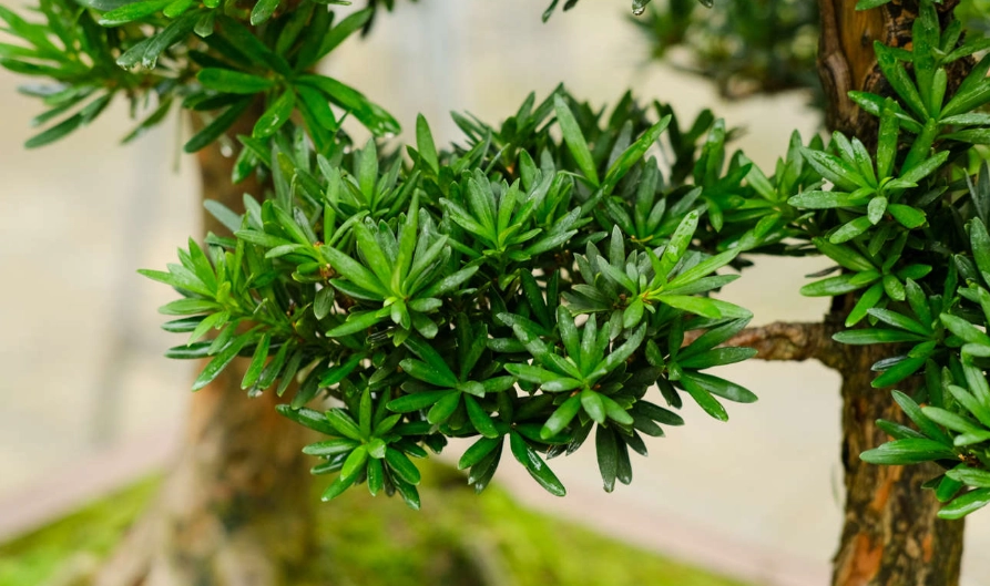 高壓繁殖步驟 高壓繁殖步驟