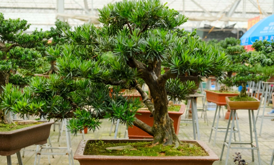 高壓繁殖步驟 高壓繁殖步驟