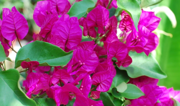 九重葛不開花 九重葛不開花