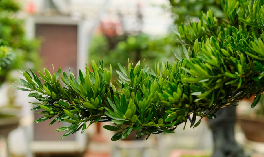 羅漢松繁殖 羅漢松繁殖