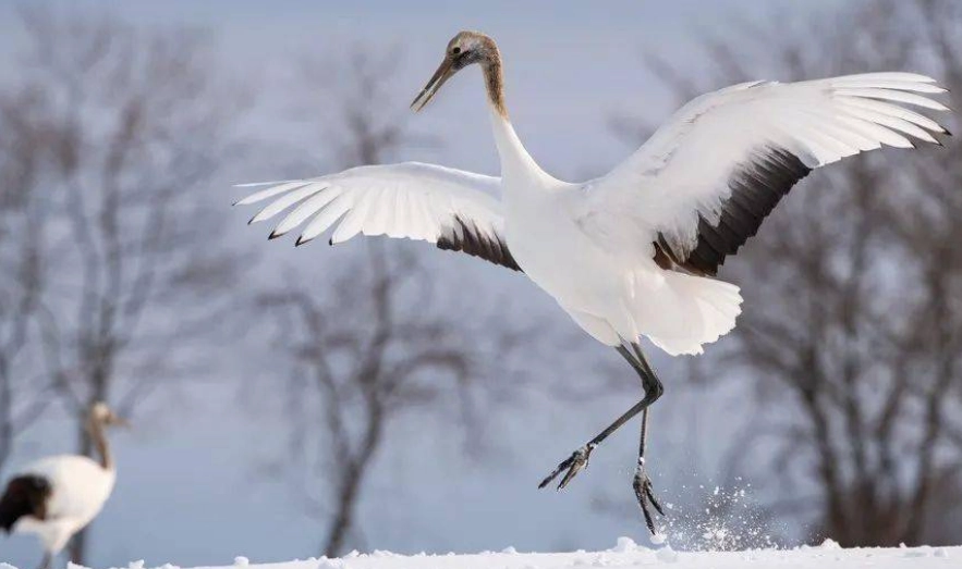 北海道15天費用 北海道15天費用