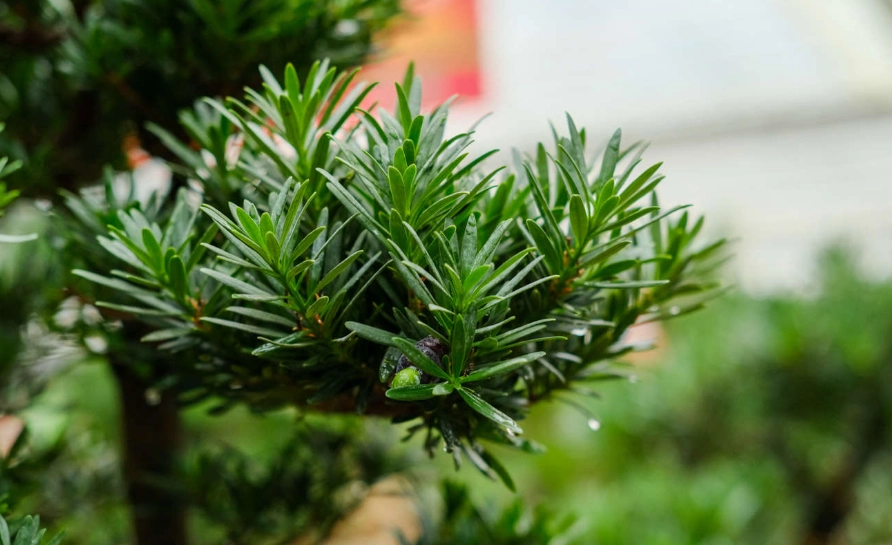 羅漢松繁殖 羅漢松繁殖