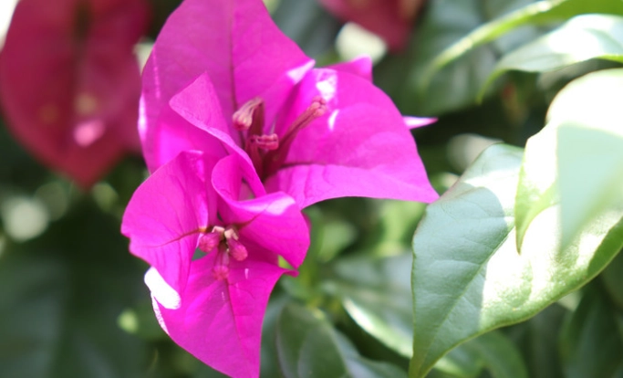 九重葛修剪 九重葛修剪