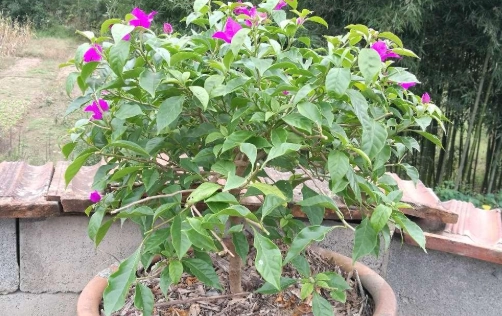 九重葛不開花 九重葛不開花