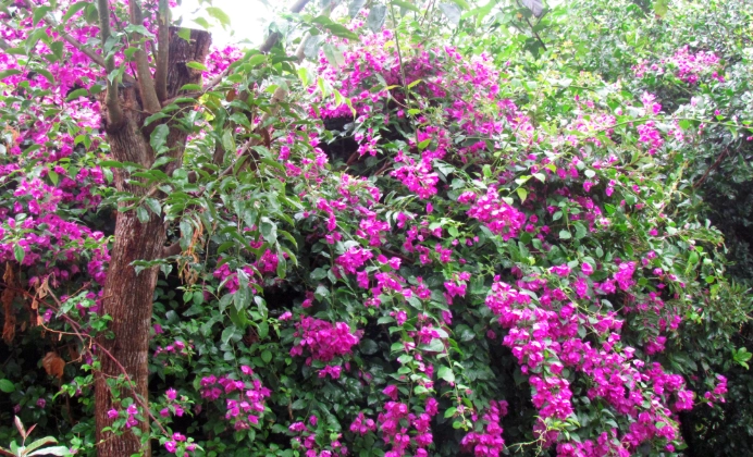 九重葛修剪 九重葛修剪