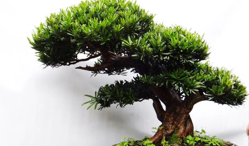 高壓繁殖步驟 高壓繁殖步驟