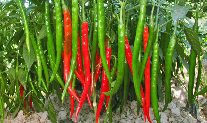 冷凍辣椒