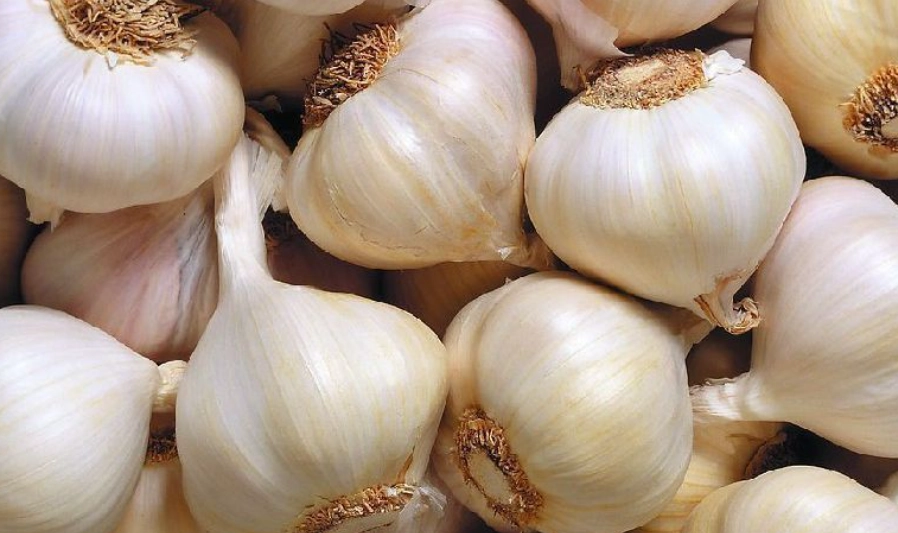 蒜頭髮芽可以吃嗎 蒜頭髮芽可以吃嗎