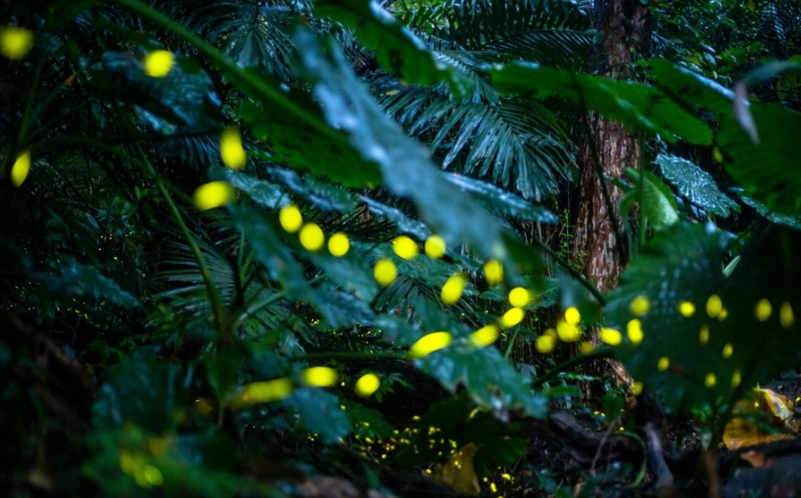 桃園螢火蟲觀賞全攻略：秘境探索與實用貼士