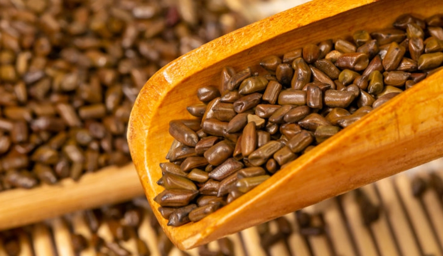 決明子脂肪肝功效