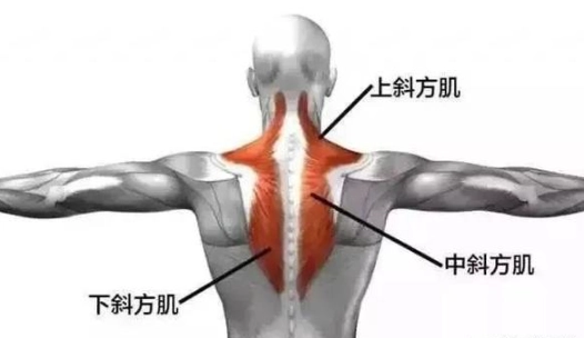 肩胛骨斜方肌