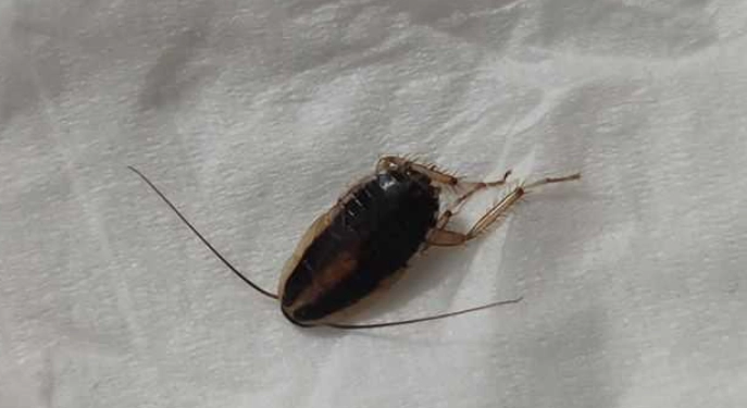 如何消滅小蟑螂