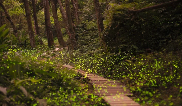 新竹螢火蟲時間