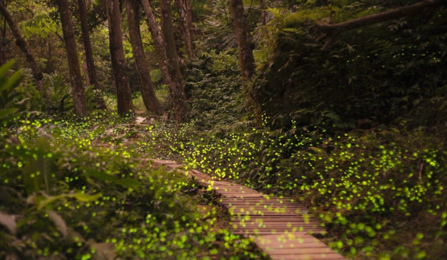 新竹螢火蟲時間全攻略：最佳觀賞期、地點、交通與拍攝秘訣