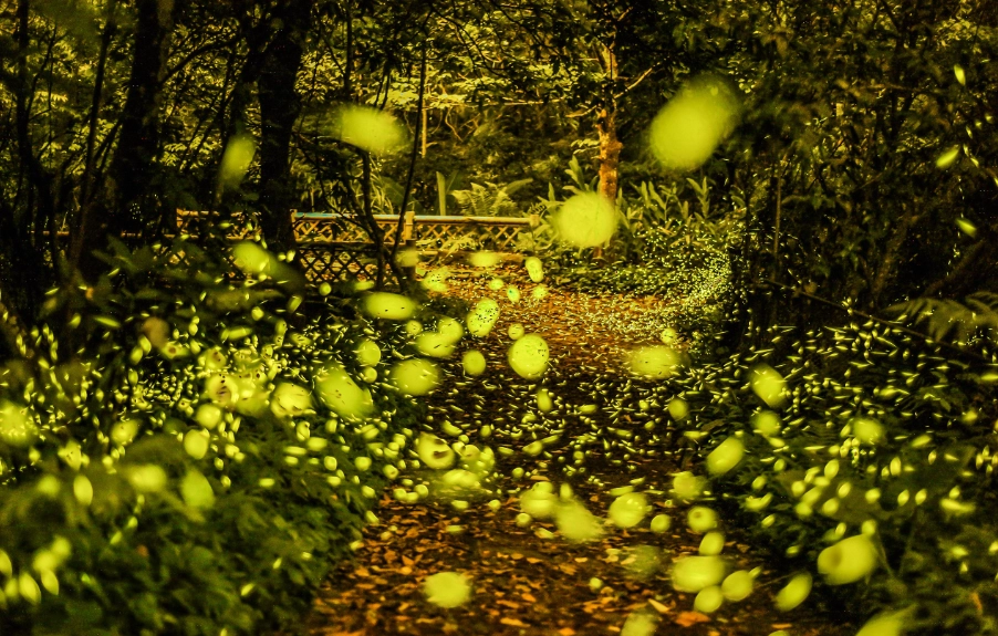 賞螢2025全攻略：台灣螢火蟲秘境與實用指南