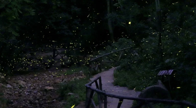 杉林溪螢火蟲