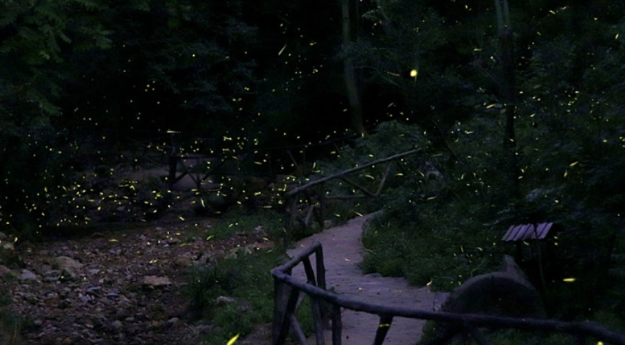 杉林溪螢火蟲觀賞全攻略：季節、行程、拍攝技巧一次掌握