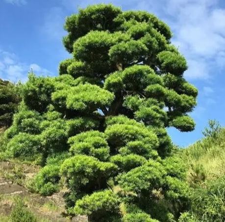 羅漢松施肥時間