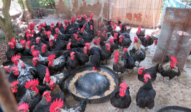 雞的種類有幾種