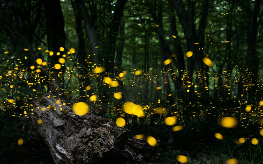 石碇C型彎螢火蟲：秘境觀賞全攻略與生態保育深度解析