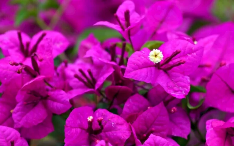 九重葛開花秘訣