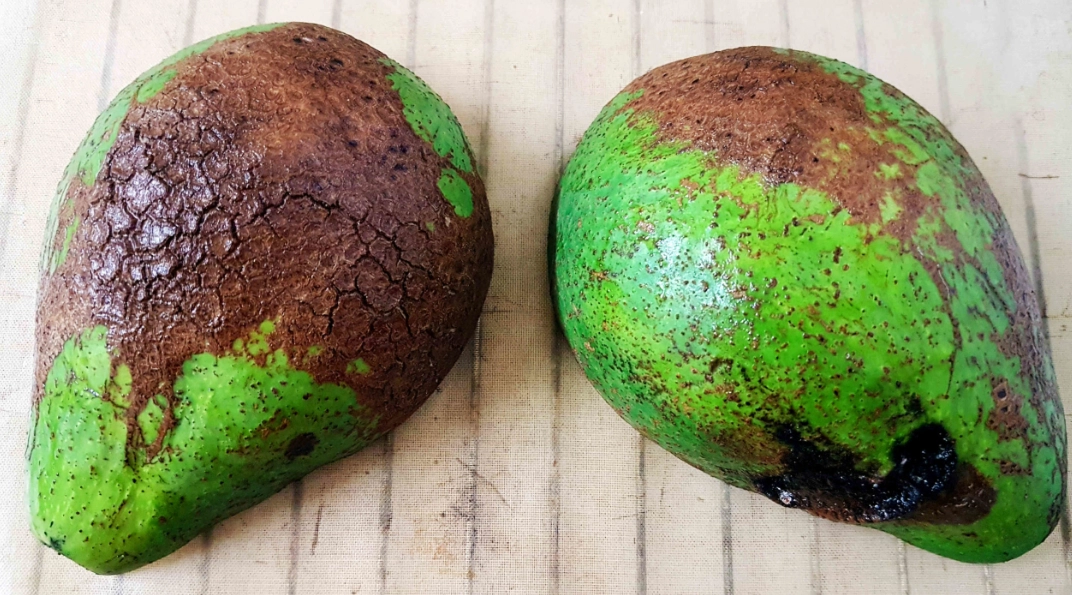 酪梨傷口處理全攻略：成因、急救步驟與預防保存技巧