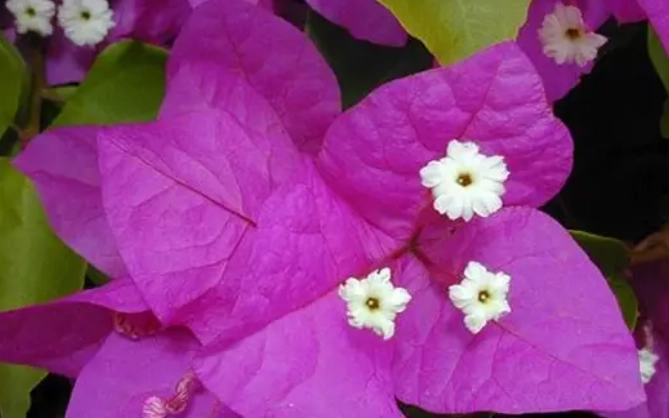 九重葛的花可以吃嗎