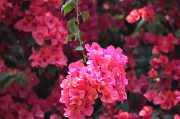 九重葛開花時要澆水嗎