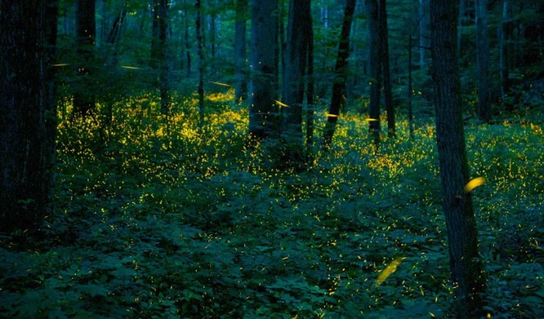 螢火蟲注意事項