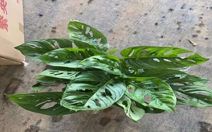 大溪花市龜背芋