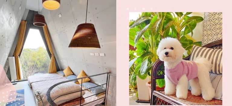 台中寵物民宿包棟