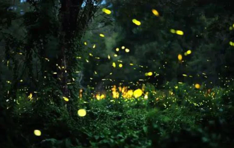 那瑪夏螢火蟲自行開車