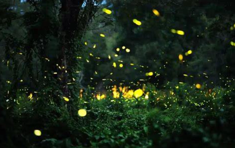 那瑪夏螢火蟲自行開車全攻略：路線規劃、季節建議、注意事項一次看懂