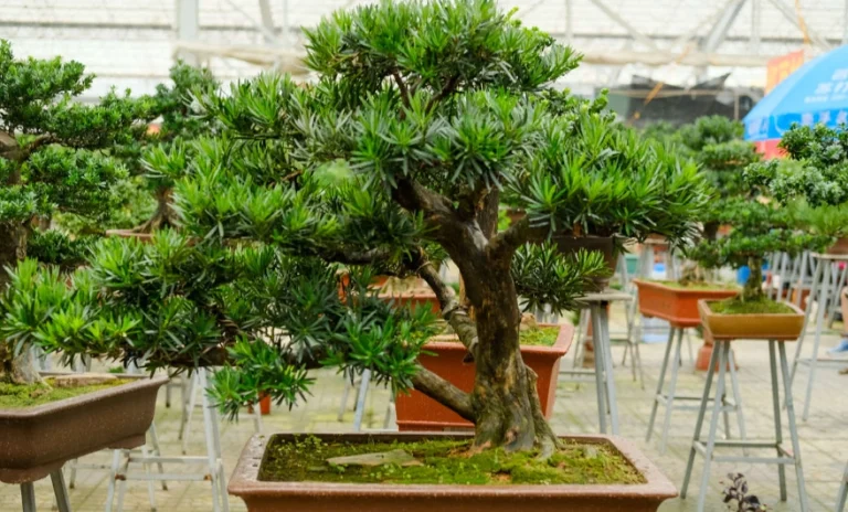 羅漢松高壓繁殖