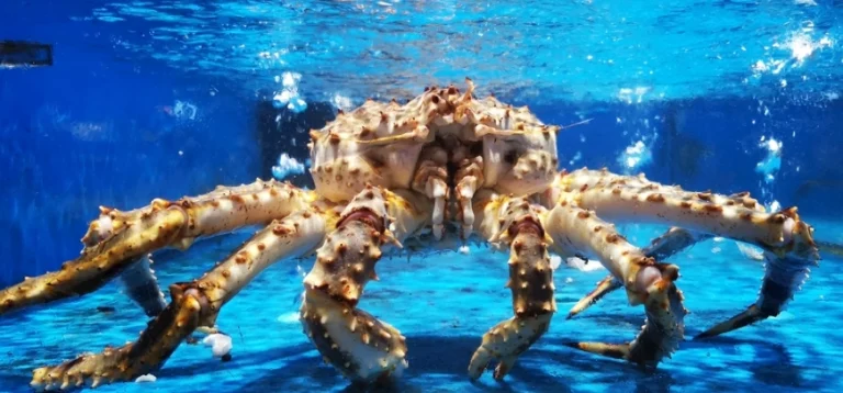 函館帝王蟹吃到飽